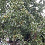 IMG-20260817-WA0018